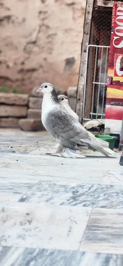 Silver Sherazi Top Quality Breedar pair