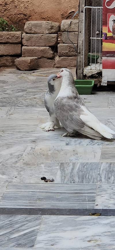 Silver Sherazi Top Quality Breedar female