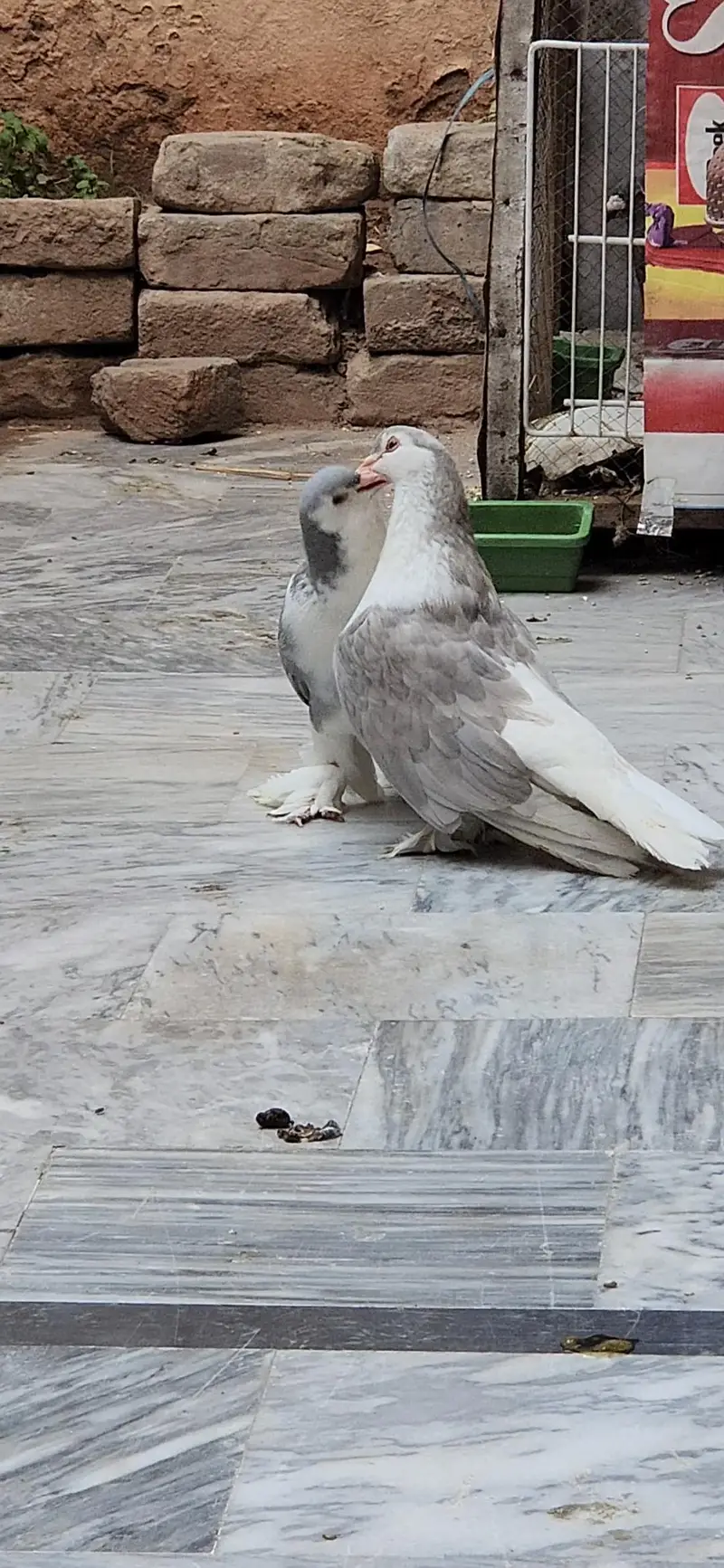 Silver Sherazi Top Quality Breedar female