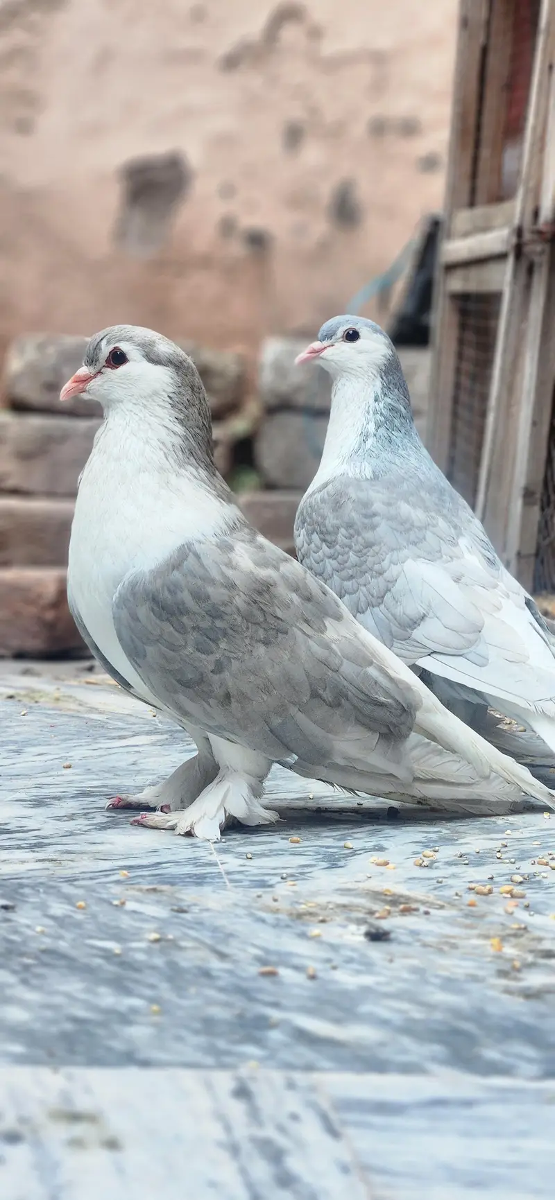 Silver Sherazi Top Quality Breedar female — photo 2