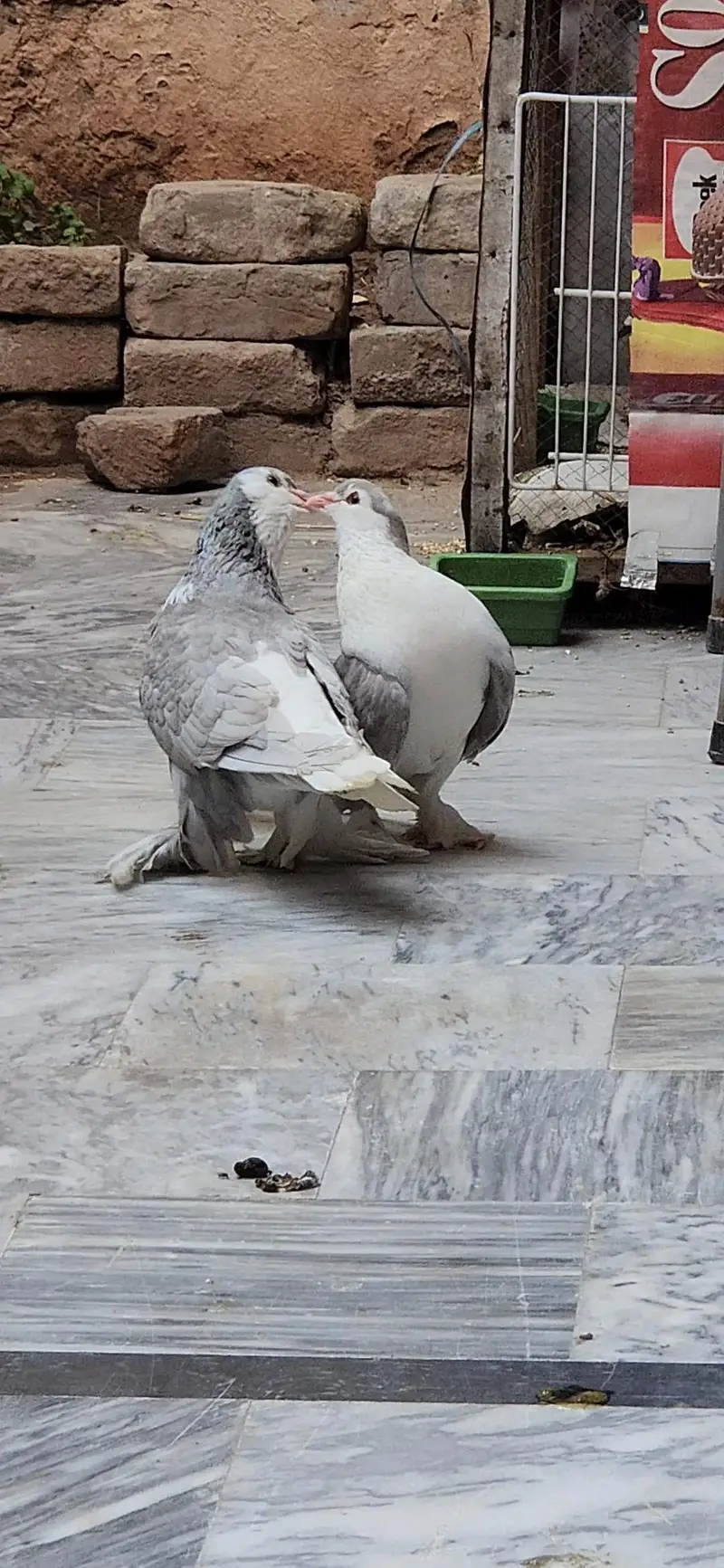 Silver Sherazi Top Quality Breedar female — photo 3