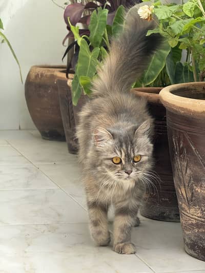 FEMALE PERSIAN CAT FOR SALE