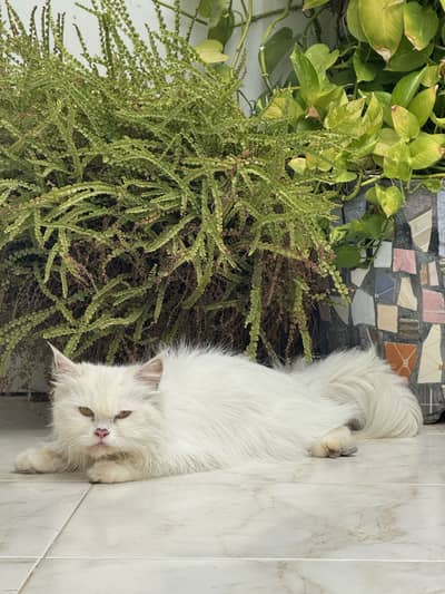 FEMALE PERSIAN CAT FOR SALE