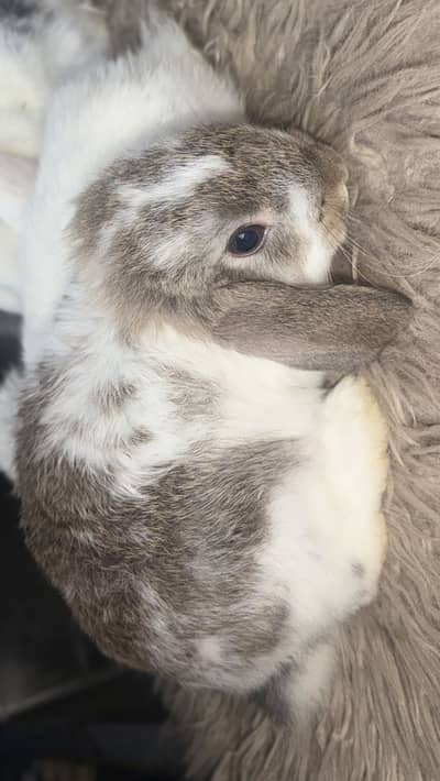 Holland Lop bunnies