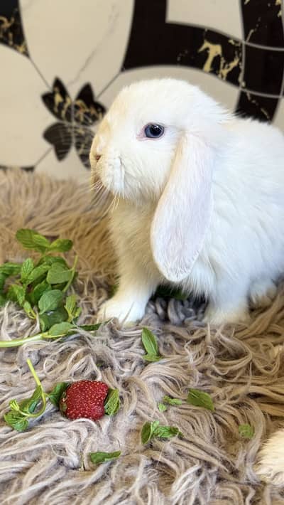 Holland Lop bunnies