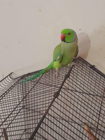 tota hai mrzi say bolta pinjray mai he Hath pr ajata