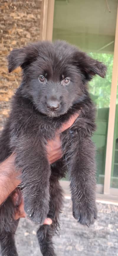 King Lambo/German Shepherd/GSD LAMBO PUPES PUP