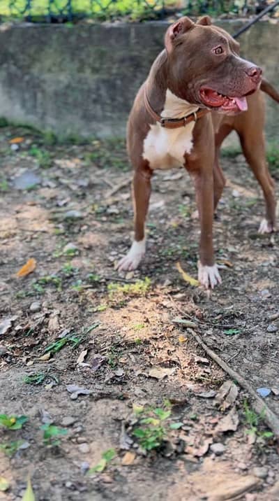 American pitbull female