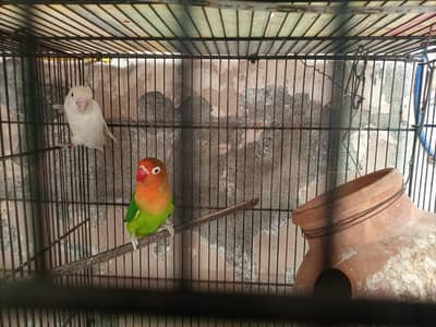 Love Bird Pair