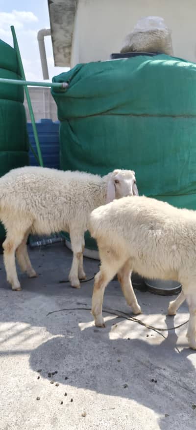 Dumba pair for sale