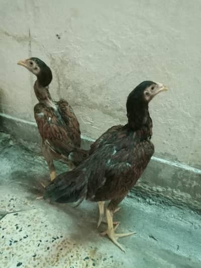 aseell mianwali top quality pair