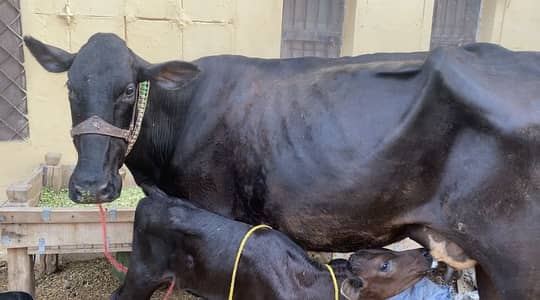 Cow for sale