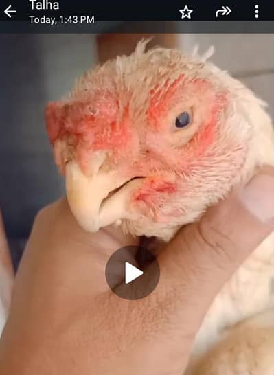 PARROT BEAK. 03139874002.