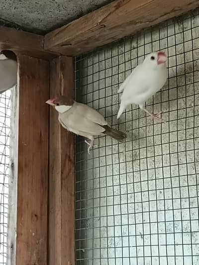 Available Java bird For sale different colors 3 pair