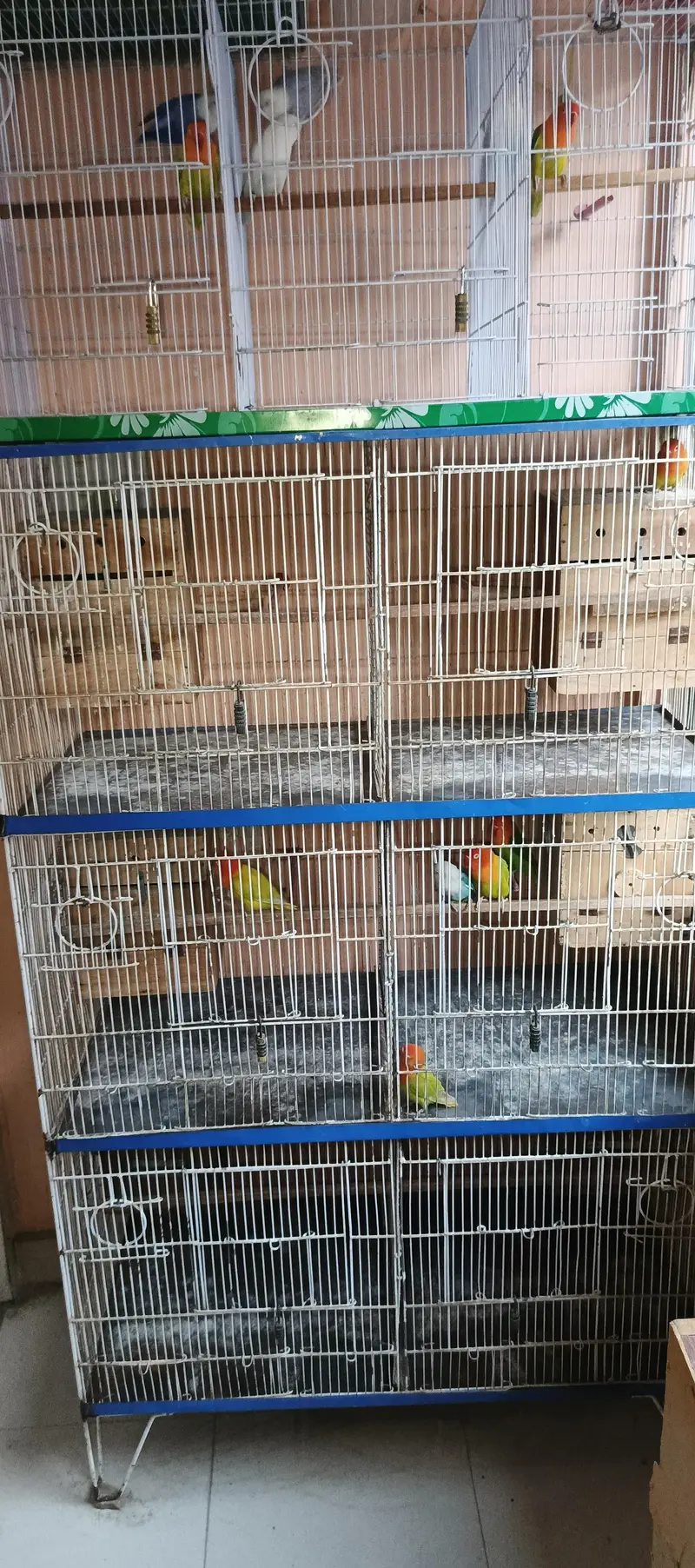 Lovebirds All setup for sale with cages and breeding boxes — photo 2