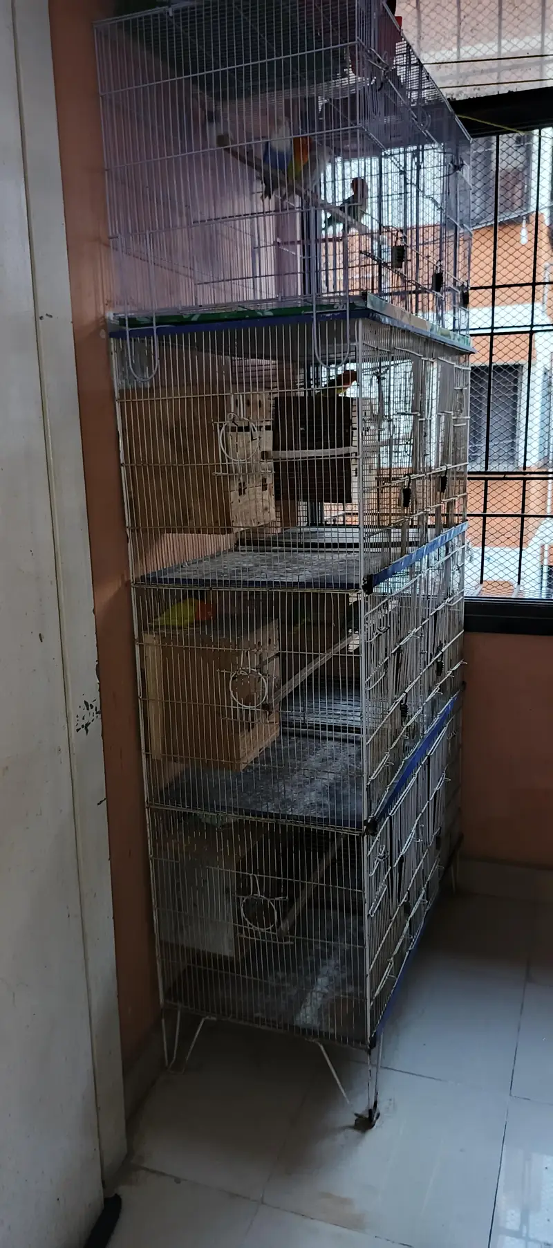 Lovebirds All setup for sale with cages and breeding boxes — photo 3
