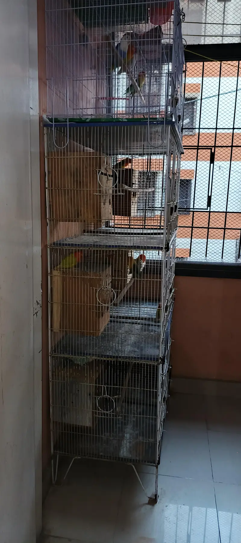 Lovebirds All setup for sale with cages and breeding boxes — photo 4
