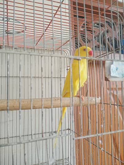 yellow ringneck female adult