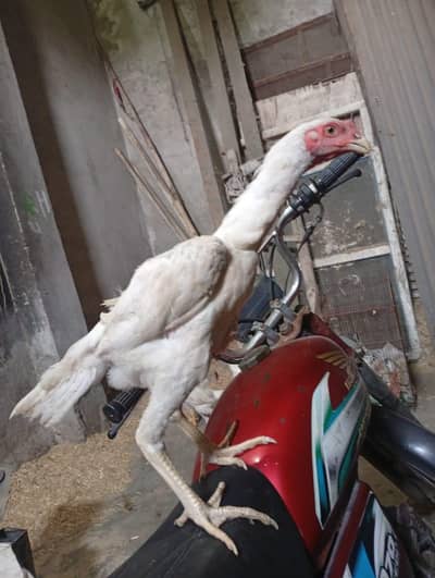 aseel shamo pair for sale in reasonable price