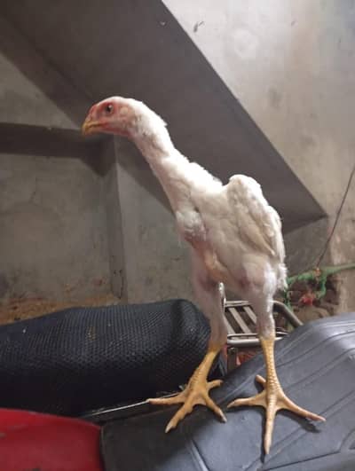 aseel shamo male for sale in reasonable price