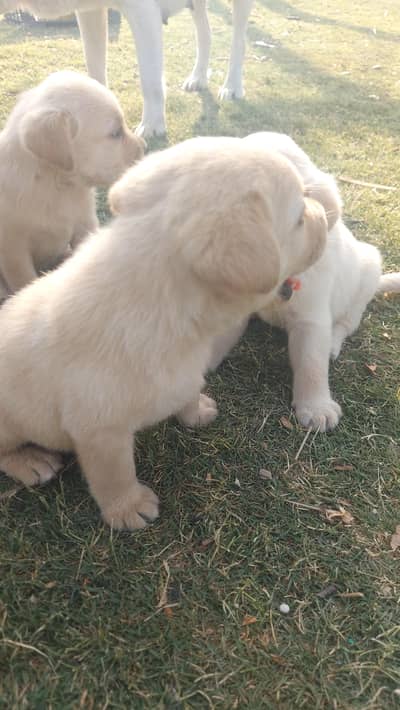 Beautiful British Labrador Puppies – Ready for New Homes