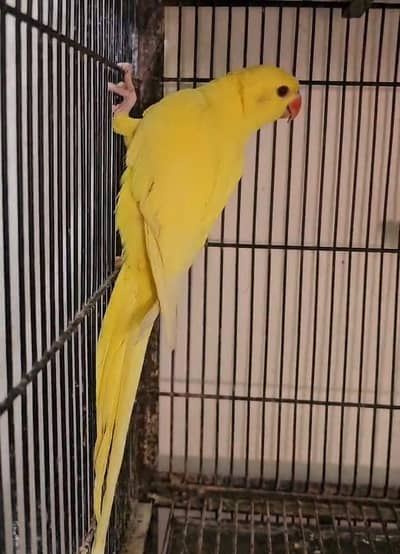 Yellow RN Male