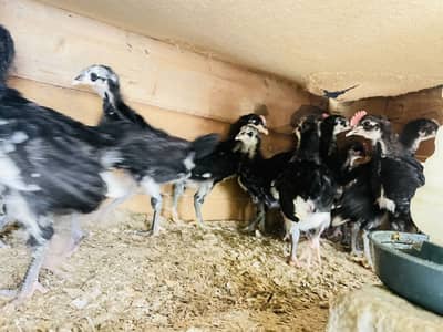Pure austrolop chicks age 50 days