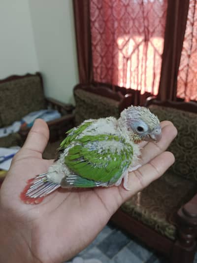 Pineapple Cnoure Chicks Available