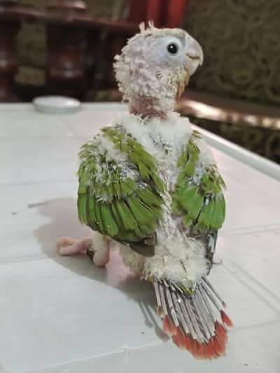 Pineapple Cnoure Chicks Available
