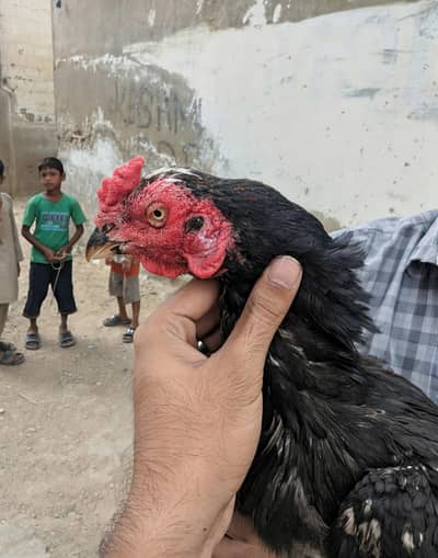 Aseel Amroha Male