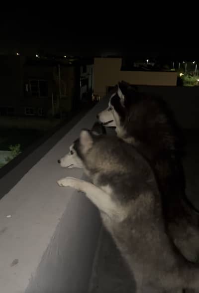 Healthy and friendly huskey young pair for sale