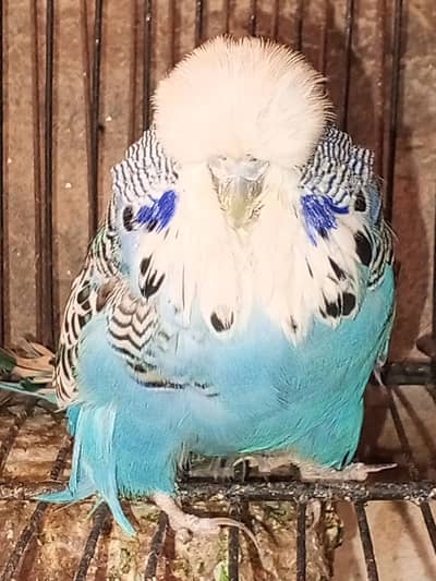 Exi & pied dove