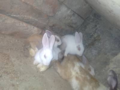The Beautiful New Zealand White Rabbit pair