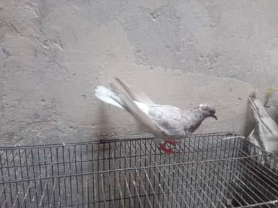 pegions pair for sale