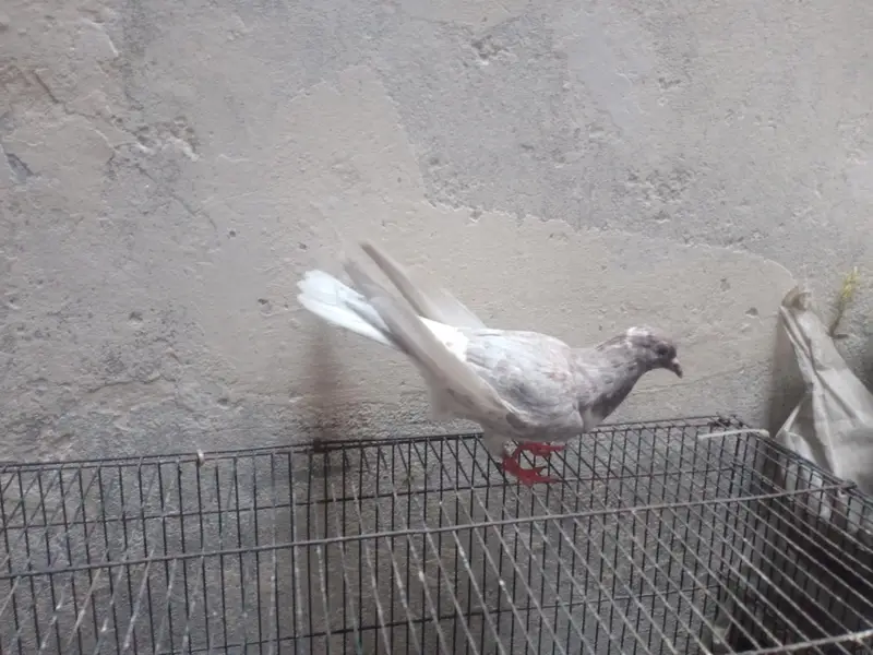 pegions pair for sale