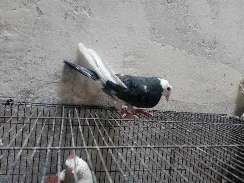 pegions pair for sale — photo 5