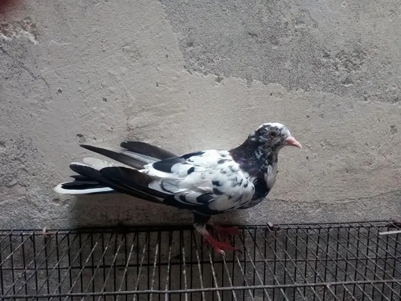 pegions pair for sale — photo 8