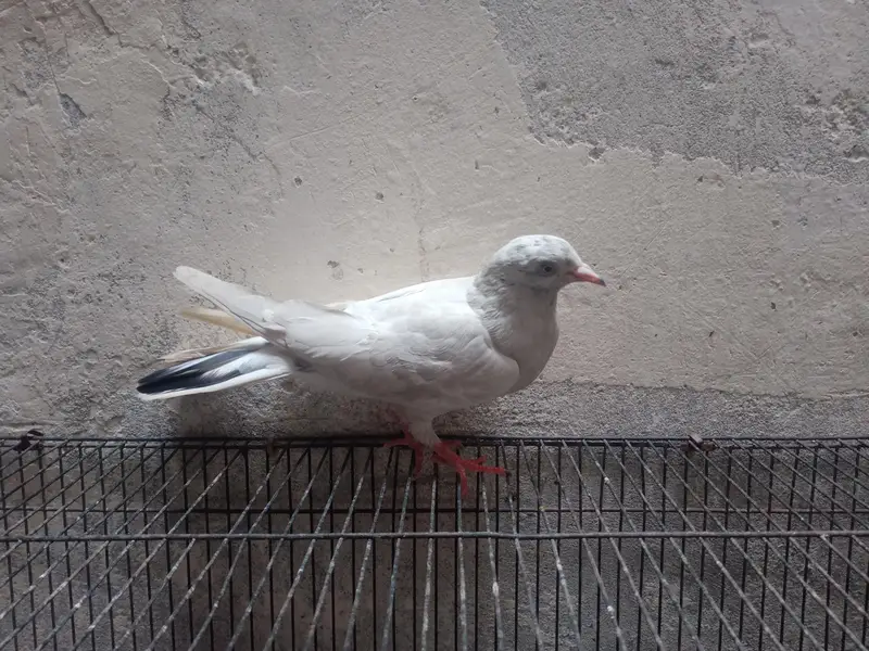 pegions pair for sale — photo 9