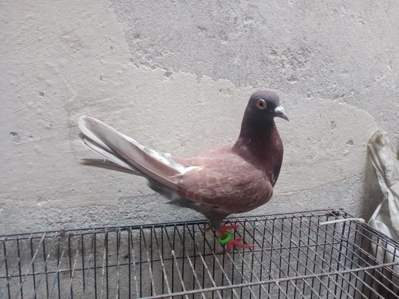 pegions pair for sale — photo 10