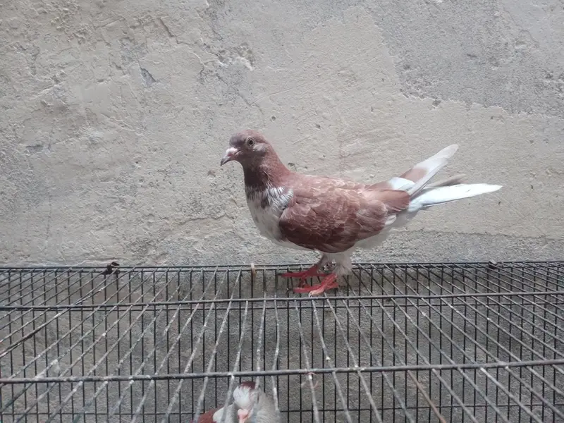 pegions pair for sale — photo 11