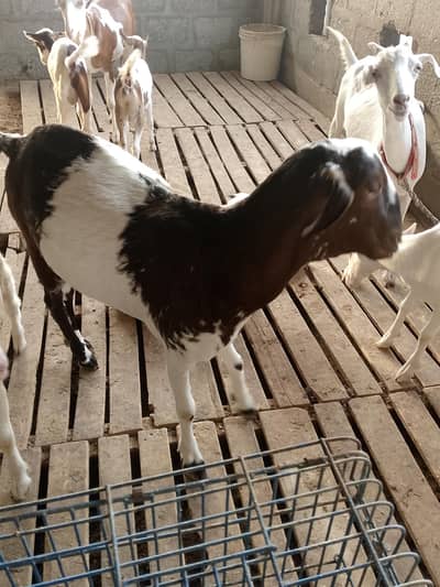 tapri bakri