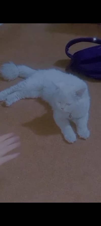 person kitten pure white