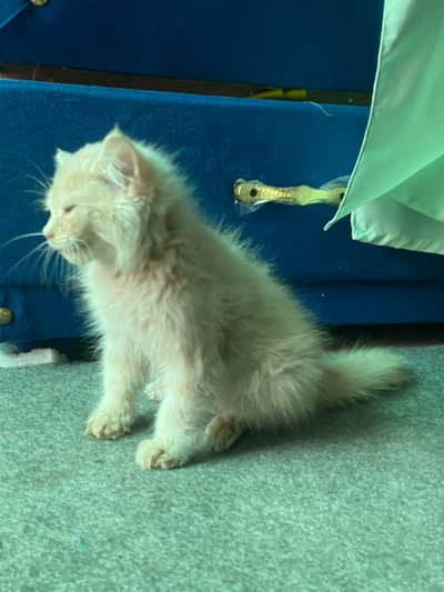 Persian triple coated kittens for sale cash on delivery available hy