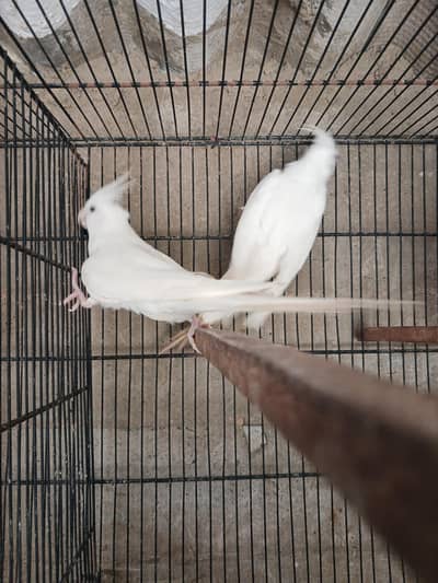 cocktail white . cremeo and grey