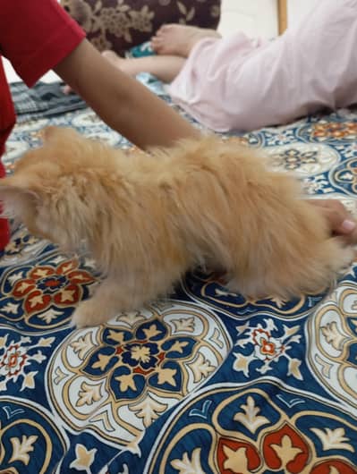 purcian cat Semi punch