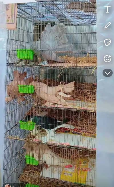 urgent sale with cage