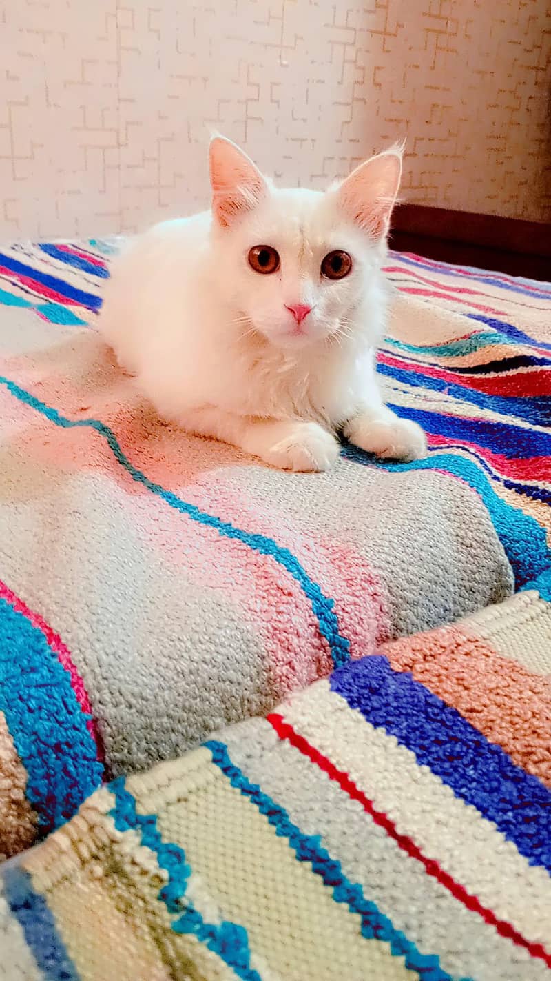 Cute cat 0