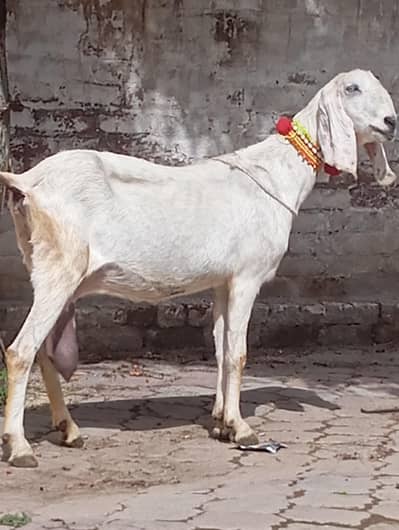 Rajan puri dood wali bakri