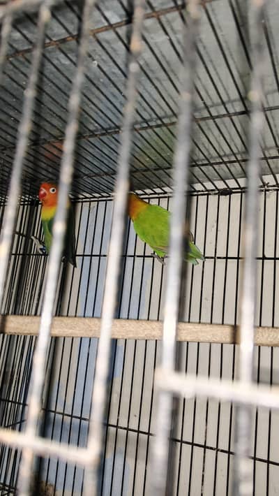 Breeder pairs for sale