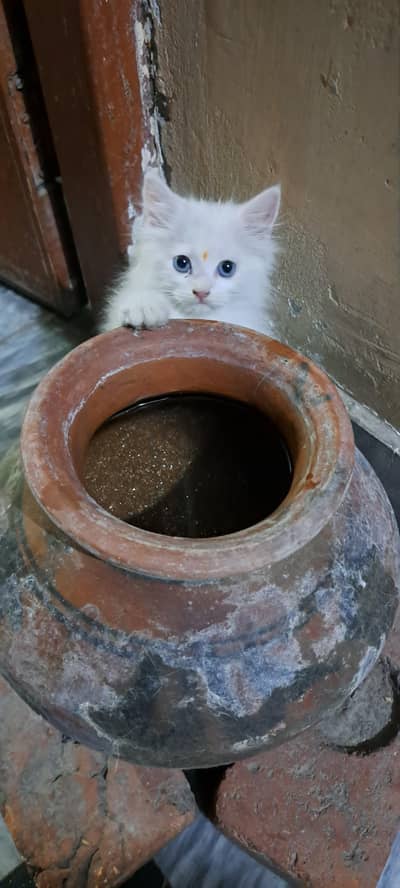 Litre Trained persian kitten